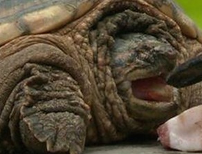 小哇独家揭秘娱乐圈幕后真相，引发网友热议